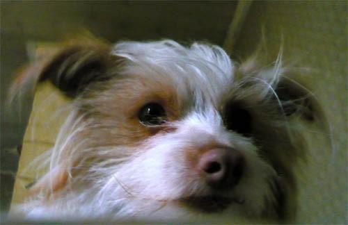 О, Джинка! Милая, вернись!