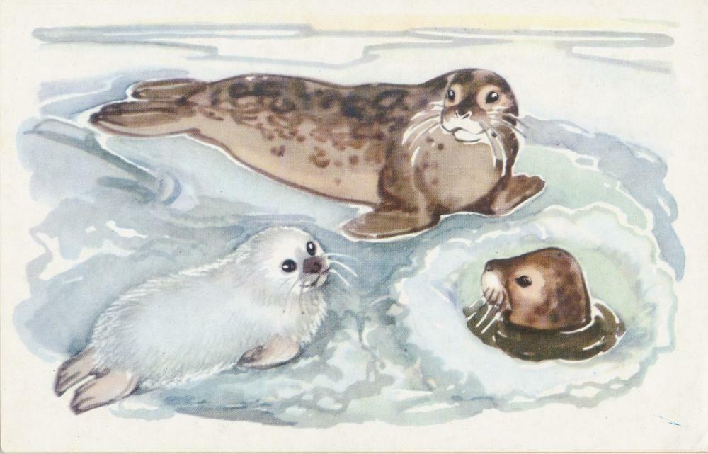 Сказка про тюленей
