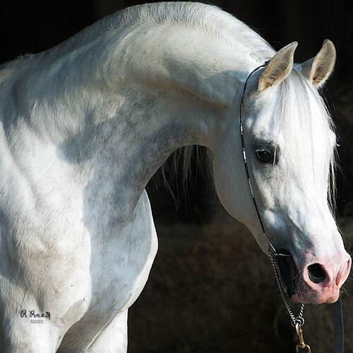 УГОМОНУ НЕТ, НЕ ЗАПРЯЧЬ КОНЯ