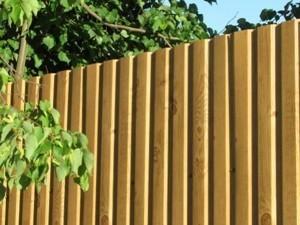 Клён и сосна