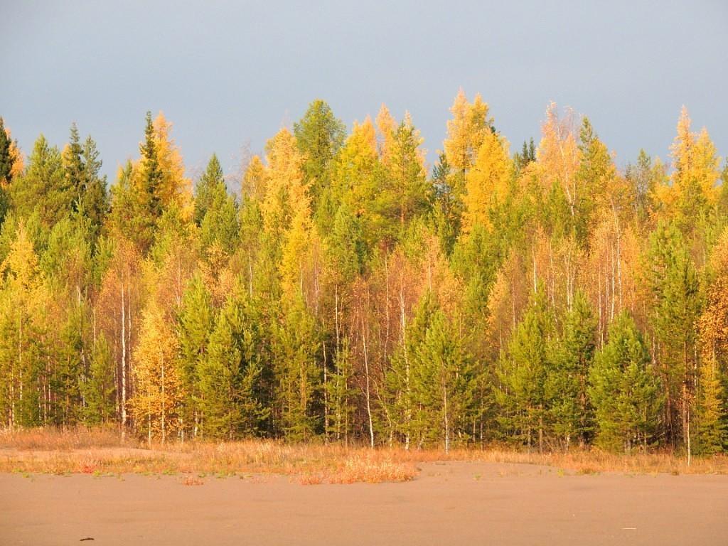 ЖИЗНЬ ПРОДОЛЖАЕТСЯ