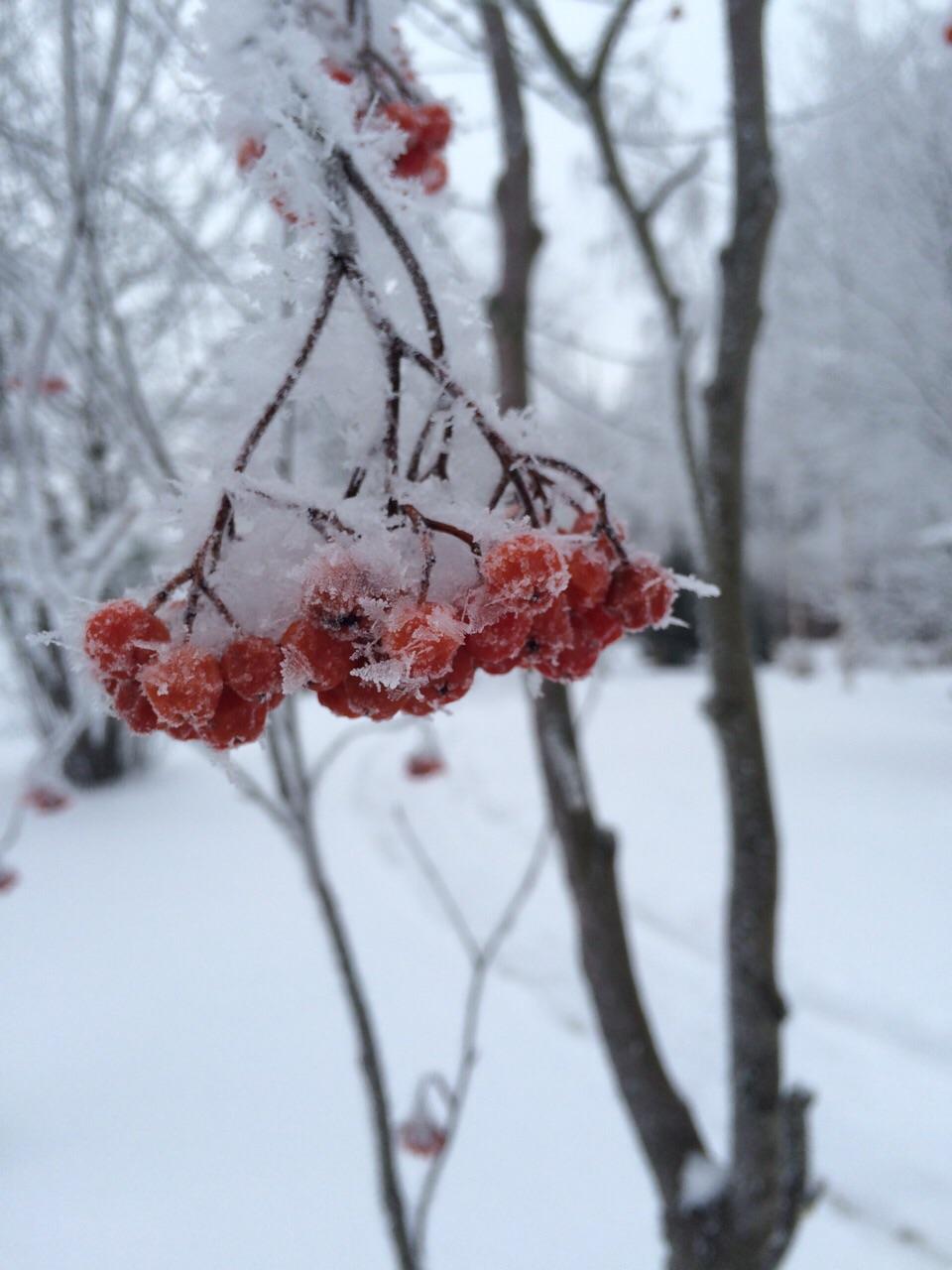 Неповторимость от 10. 12. 2010