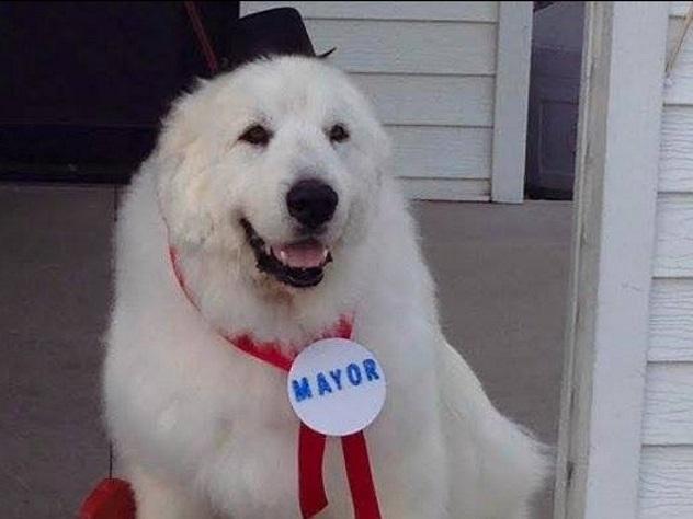 Пёс Дюк-мэр американского города!