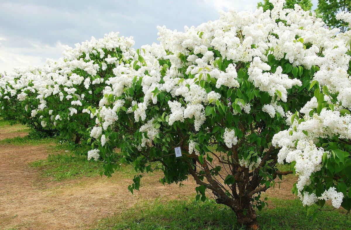 УВИДИМ КАК СИРЕНЬ ПЫЛАЕТ