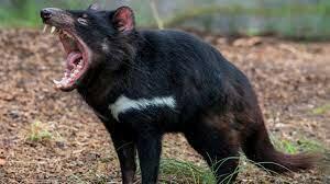 ТАСМАНСКИЙ ДЬЯВОЛ. АЛФАВИТ ДЕТСКИЙ. БУКВА «Т».