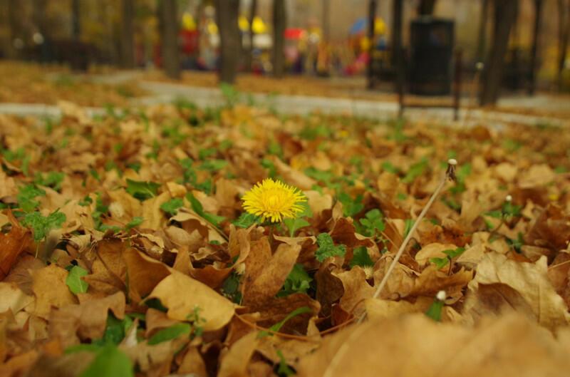 Одуванчик — жёлтая монетка
