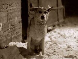 Ах, как же хочется порою быть собакой! /коротыш/