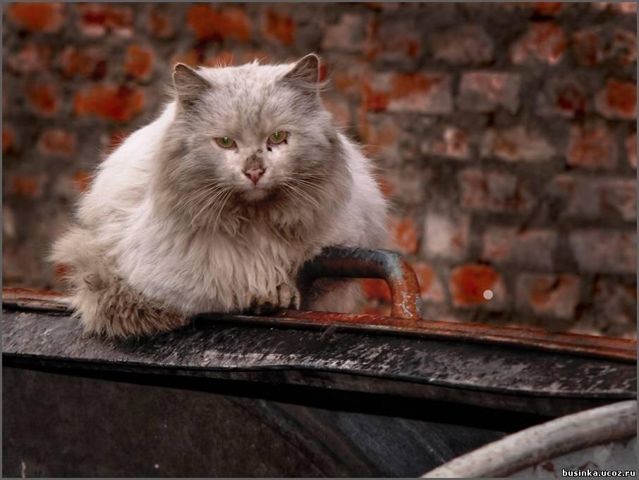Кошка возле мусорного бака