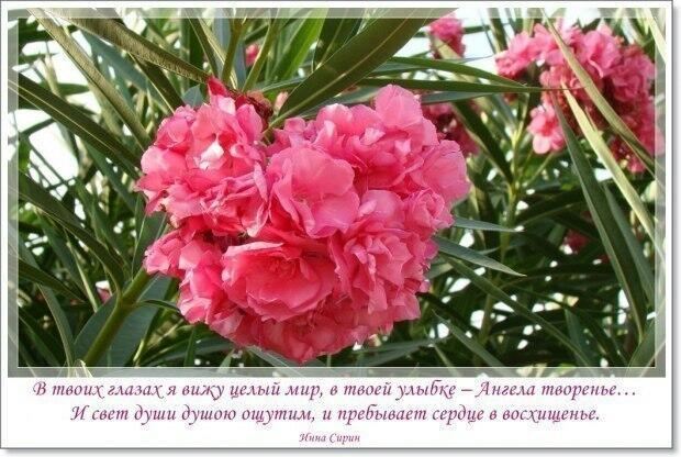 В твоей улыбке – Ангела творенье