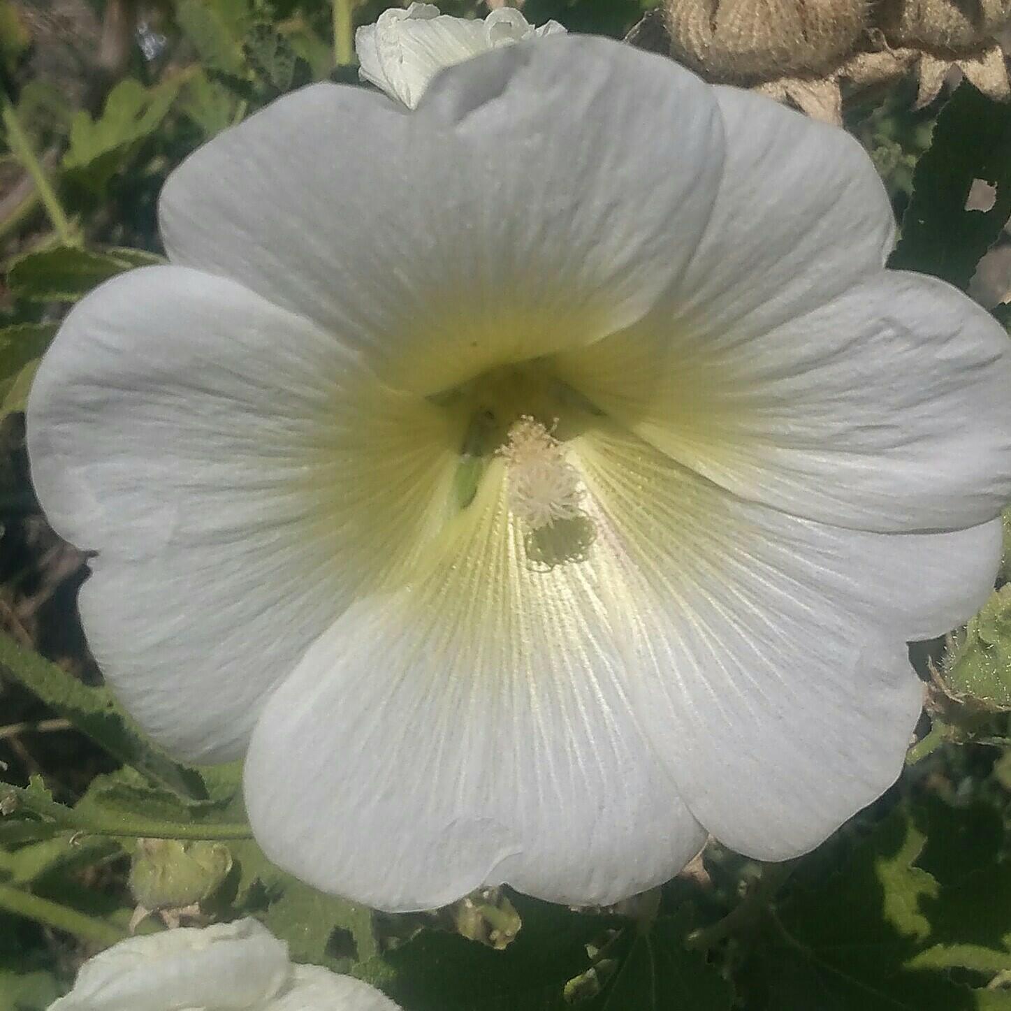 Кипенно-белый цветочек