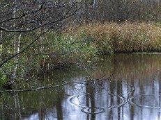 Проза жизни в стихах- итоги года, уходящего