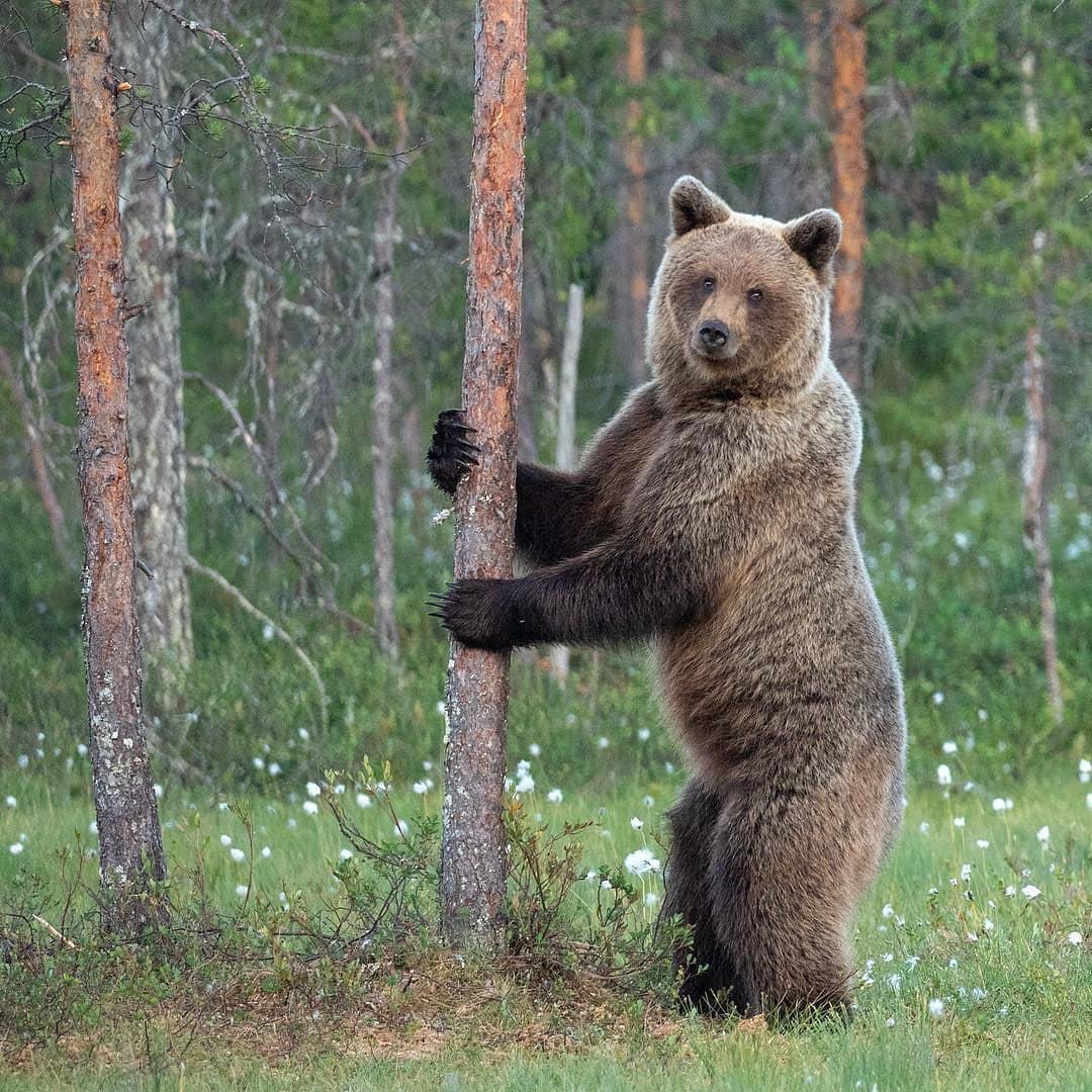 Он позвонил?