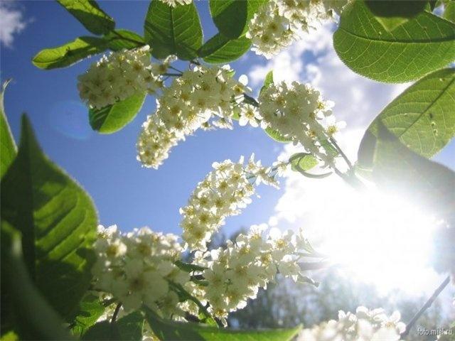 Черёмуховый вальс.