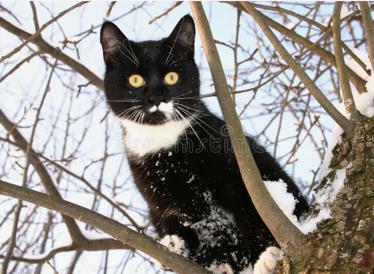 Хвостатое одиночество