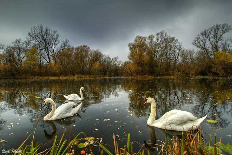 Песнь Лебедей