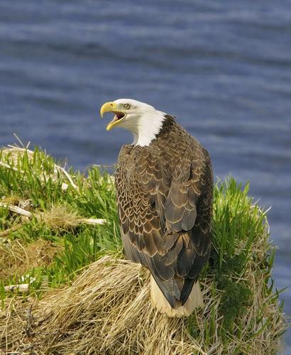 ВОЛЬНЫЕ ПТИЦЫ .