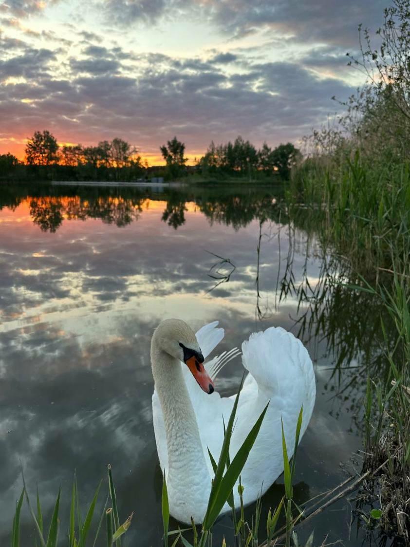 ЛЕБЕДЬ – ВЛАДИМИР БЕНЕДИКТОВ (мелодекламация)