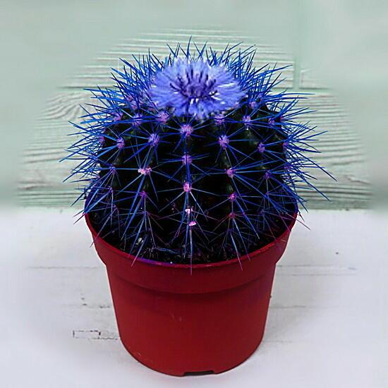 И будет всё нам васильково...