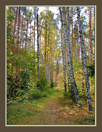 КАЖДОМУ СВОЁ