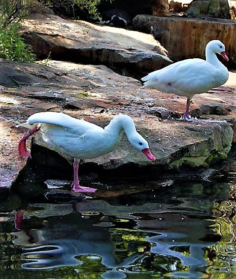 Гусь - стихи к фотографиям