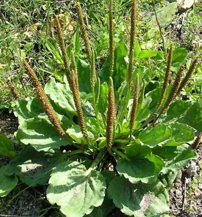 П О Д О Р О Ж Н И К