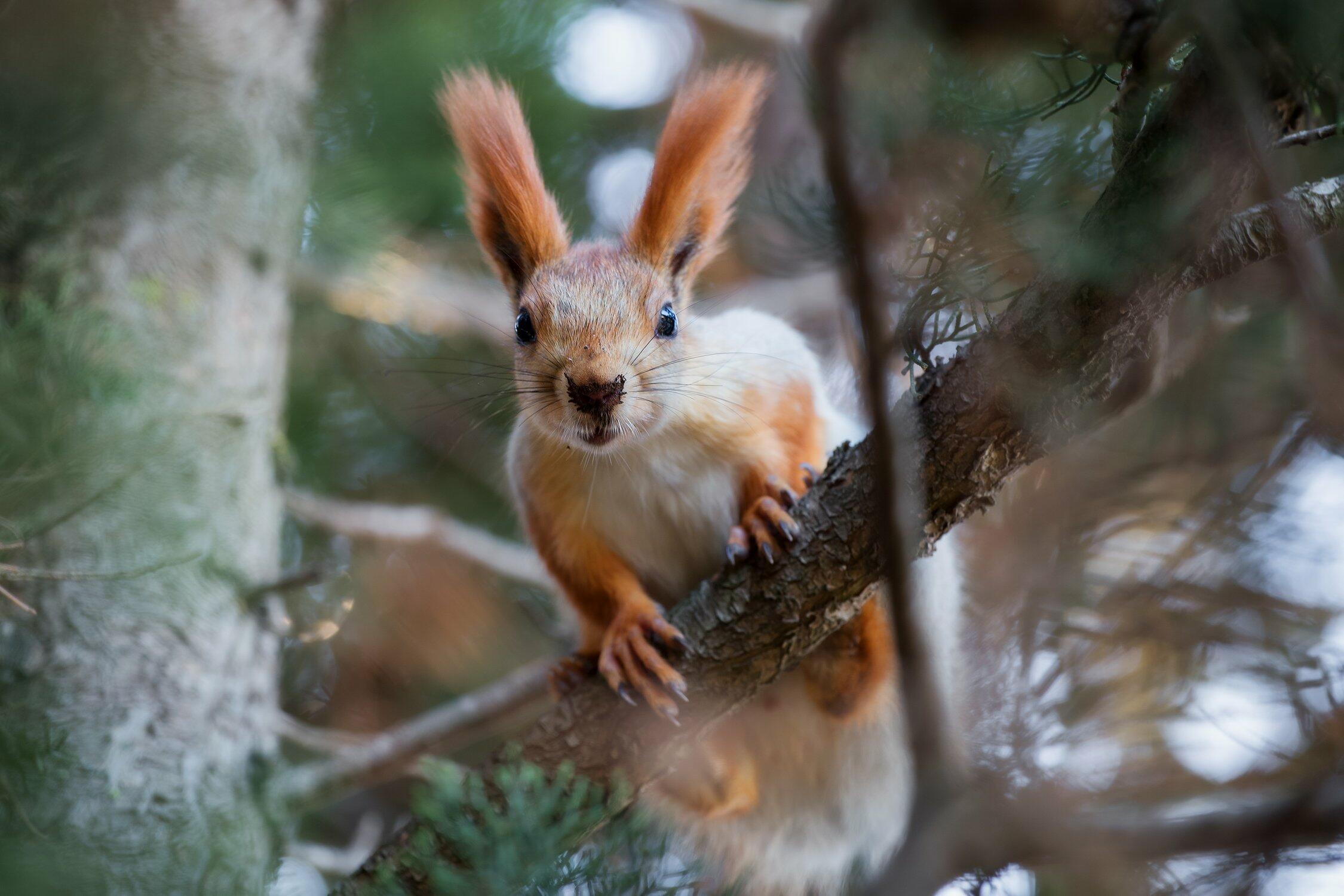 «Орехи есть? А если найду?»     ФОТО