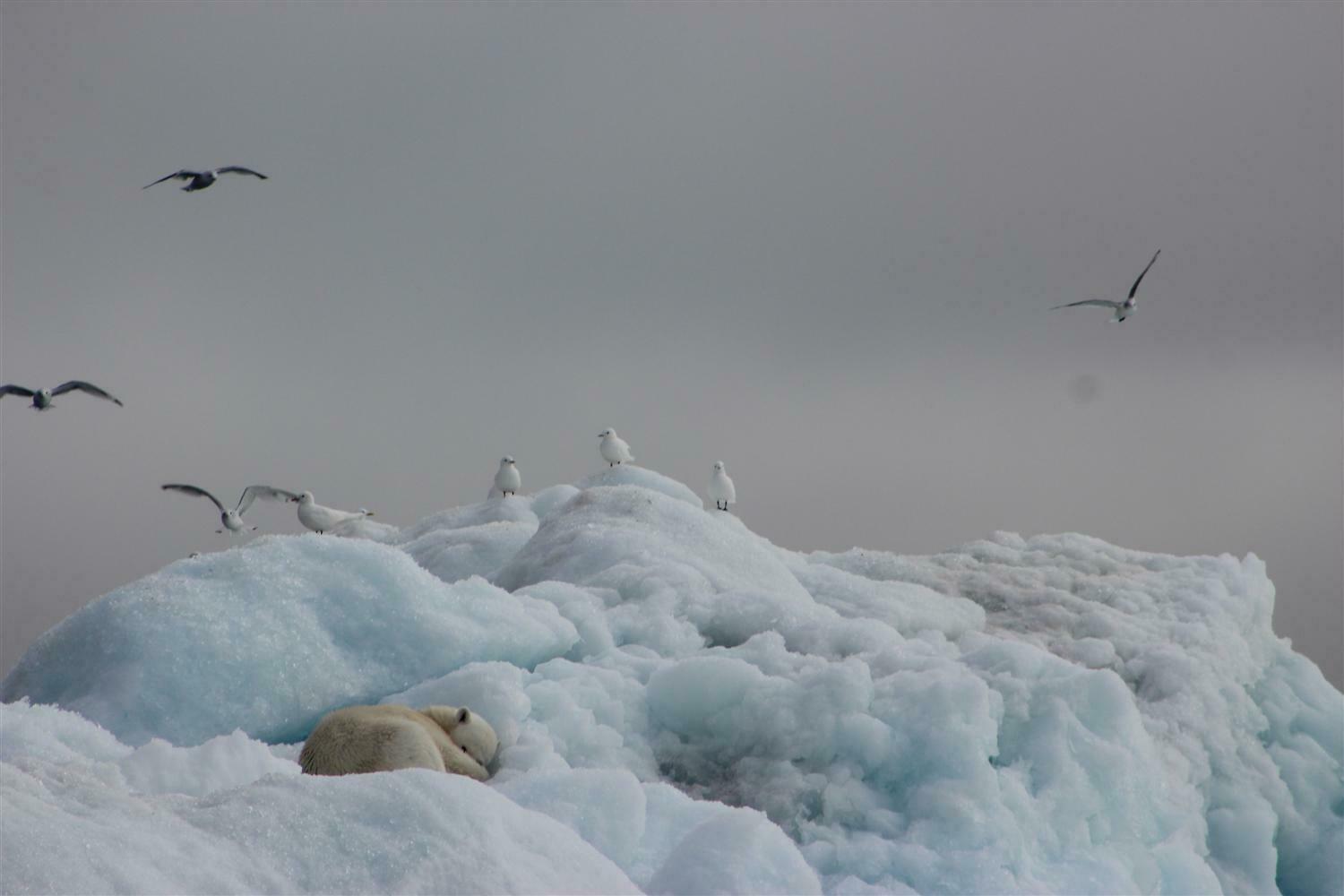 Владимир Высоцкий. Белое безмолвие