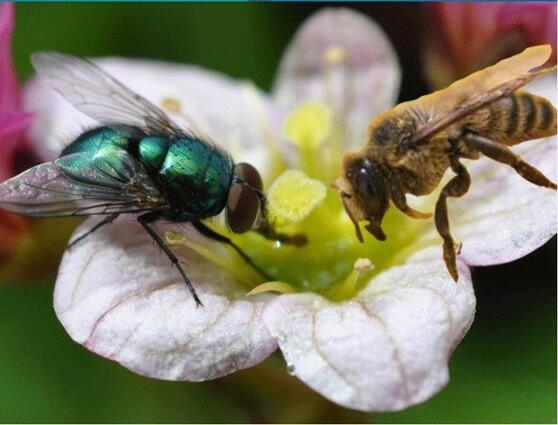 Пчёлы и муха