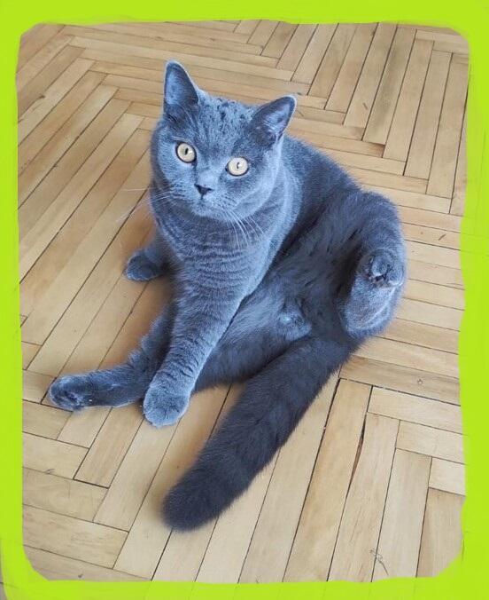 Кошачий взгляд