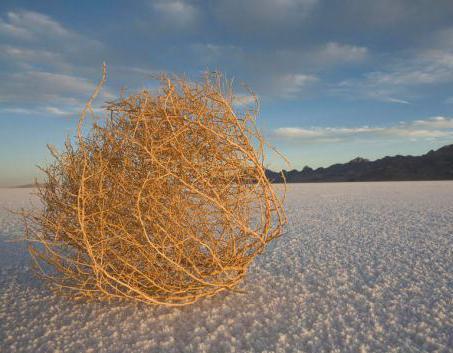 Перекати-полем счастье укатило...