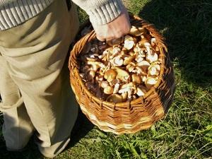 Тихая охота