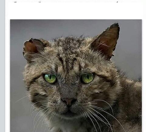 я старый в отставке солдат...