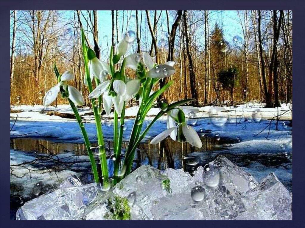 ВЕСНА ПРИШЛА И ЭТО ДИВО