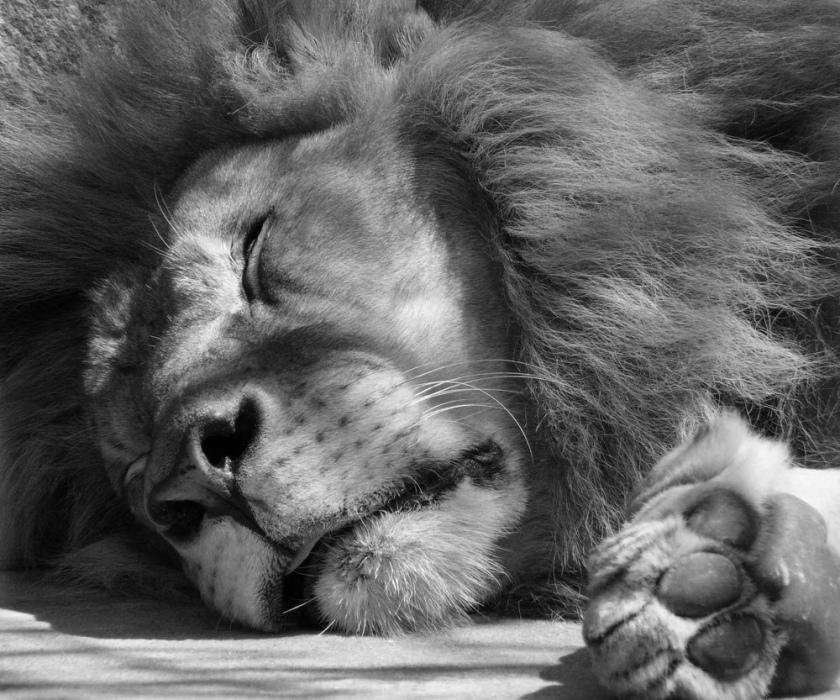 A lion sleep during the day. Лев спящий. Спящий Лев вид сверху. Спящий Лев сумасшедший.