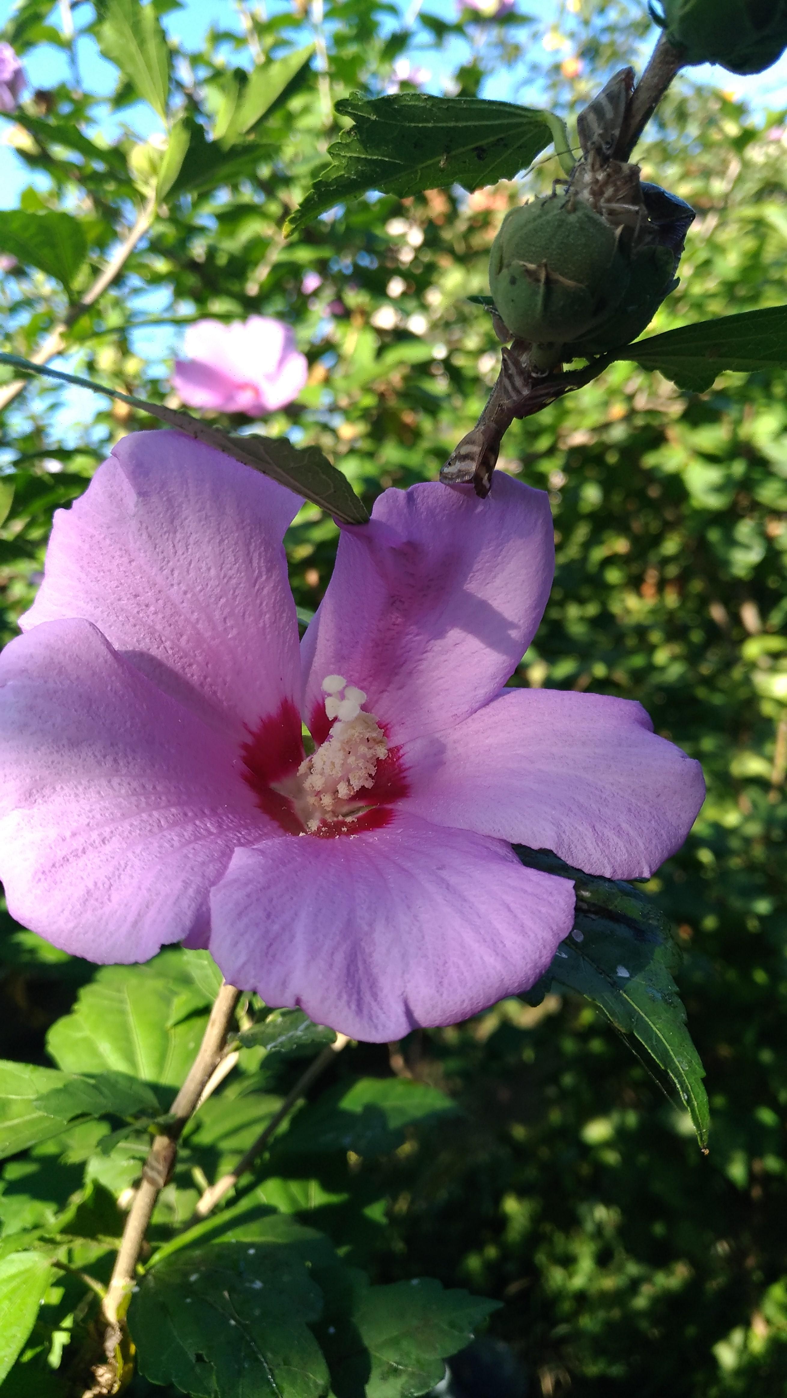 ОТЦОВСКАЯ ФУРАЖКА