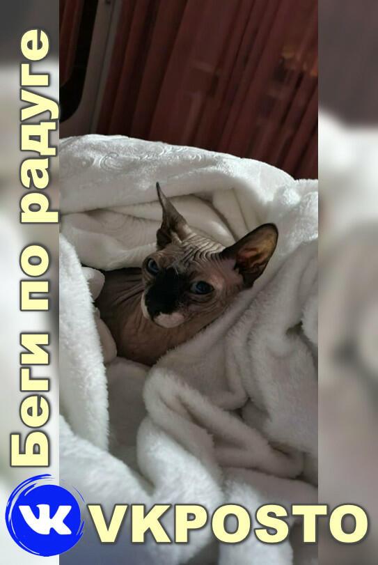 Беги по радуге, котик