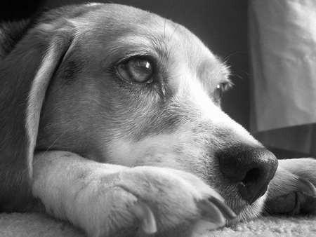 Он был кому-то верным лучшим другом