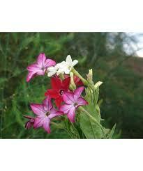 Табак и роза