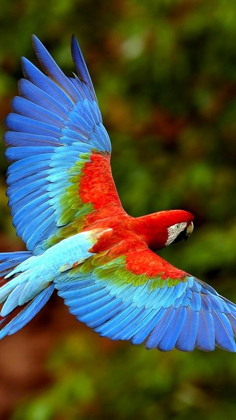 ШИРОТА ПОЛЁТА СВОБОДЫ