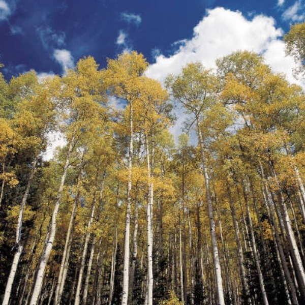 О чём писать?