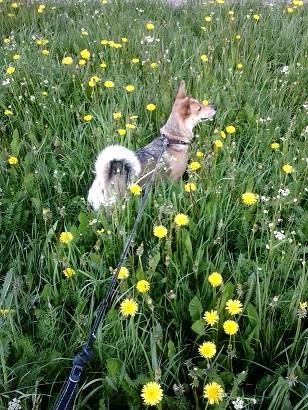 Верному другу – собаке…