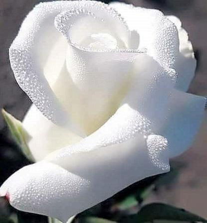 Мои белые розы