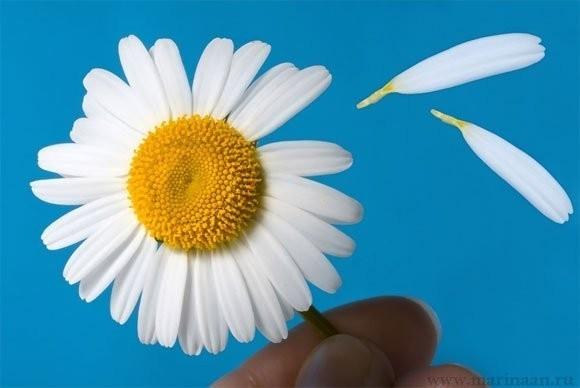 Гадание на ромашке