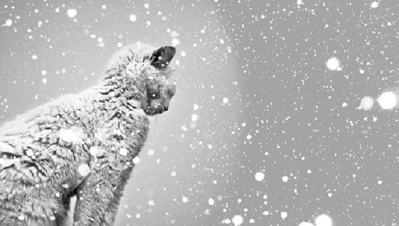 "На одиноком берегу" (03.01.2016)