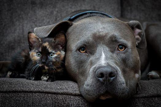 Безграничная дружба