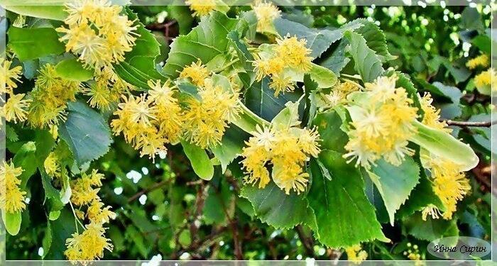 Ароматы липы. Эхо из детства