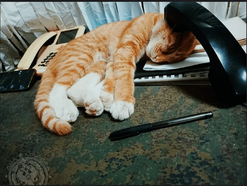 Котэйка штабист