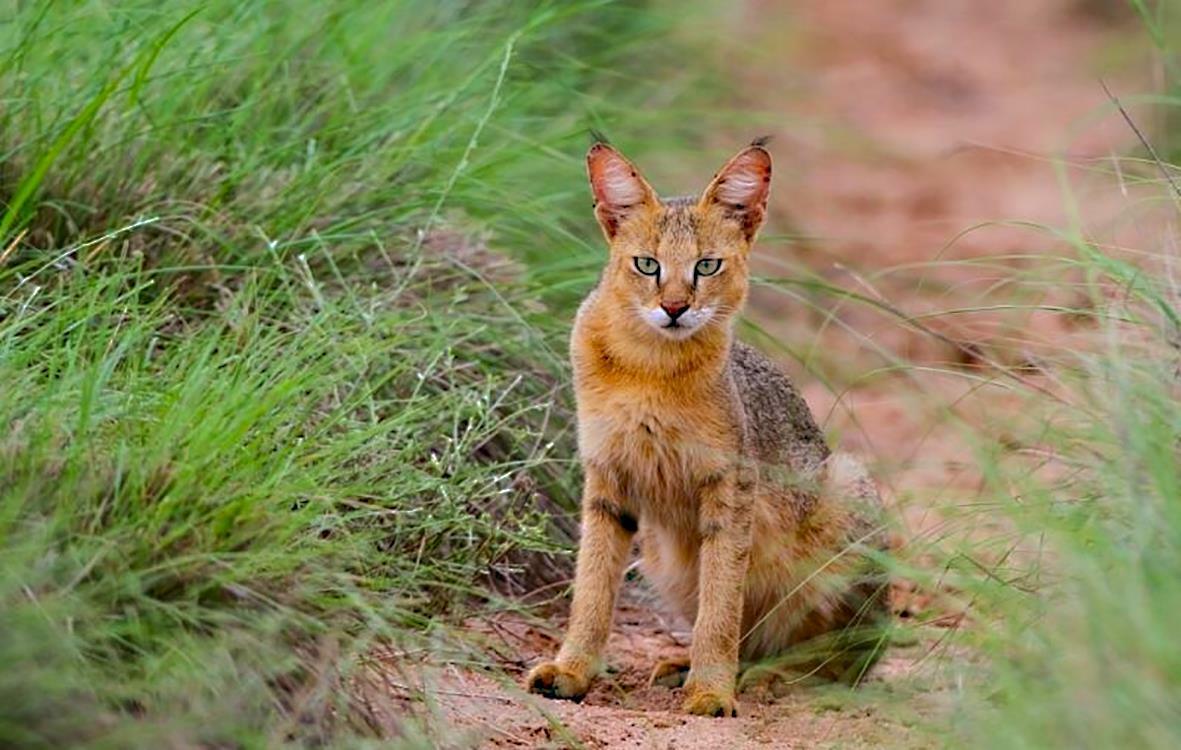 Камышовый кот (конкурсное)