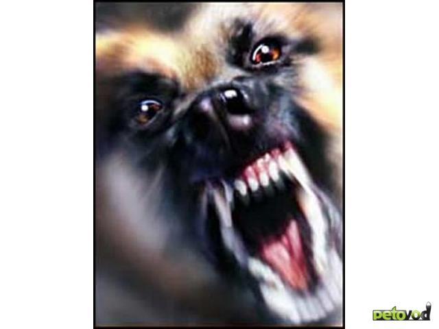 До встречи, СС!