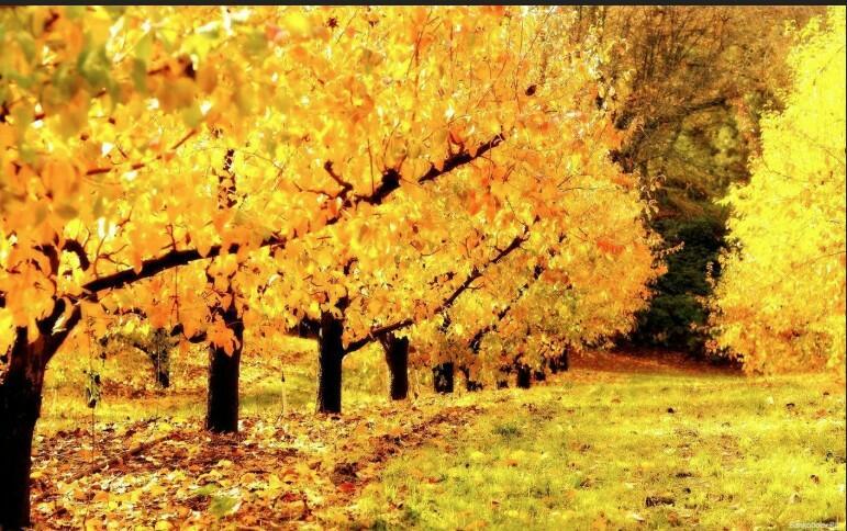 Золотая осень!!!